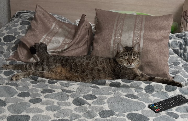 кот