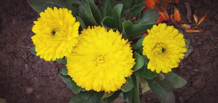 flowers