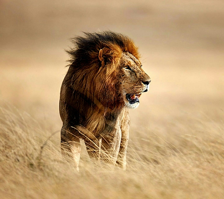 King of the jungle
