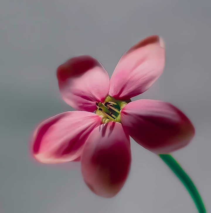 Blossom