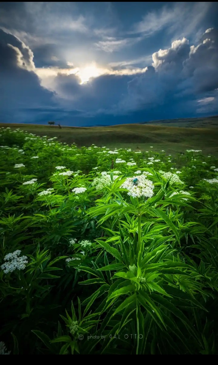 nature