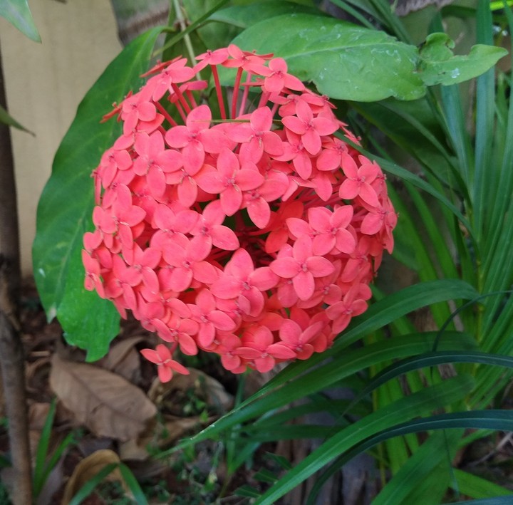 red flowers