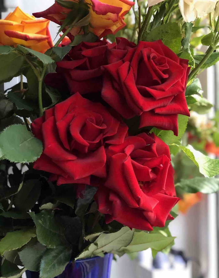 розы rose