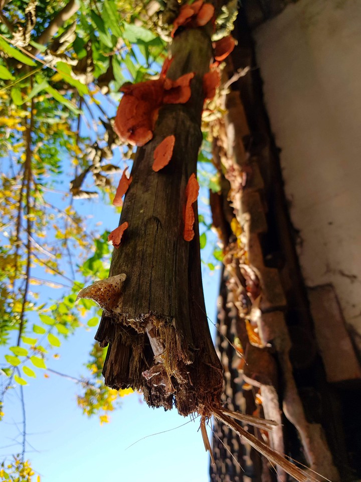 the wood
