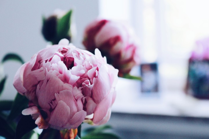 Peony