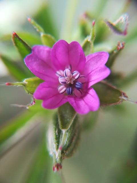 Just A Little Flower