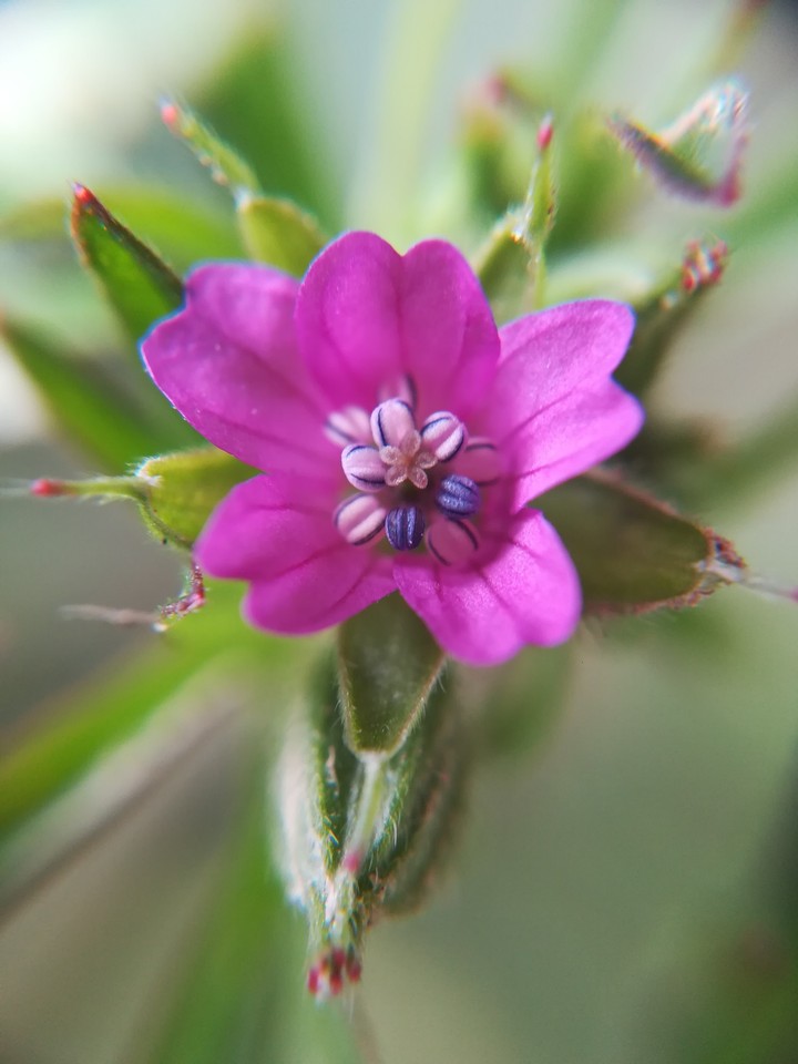 Just A Little Flower 
