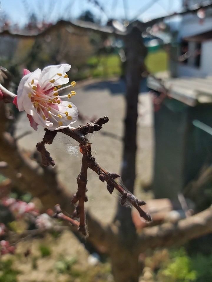tela di primavera