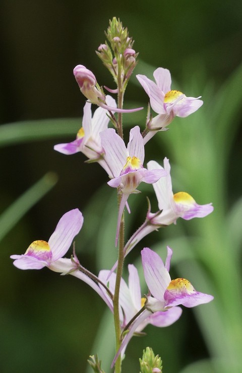 hình nền flower, pedicel