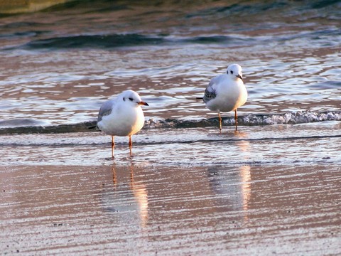 morze, Gull Hintergrundbilder