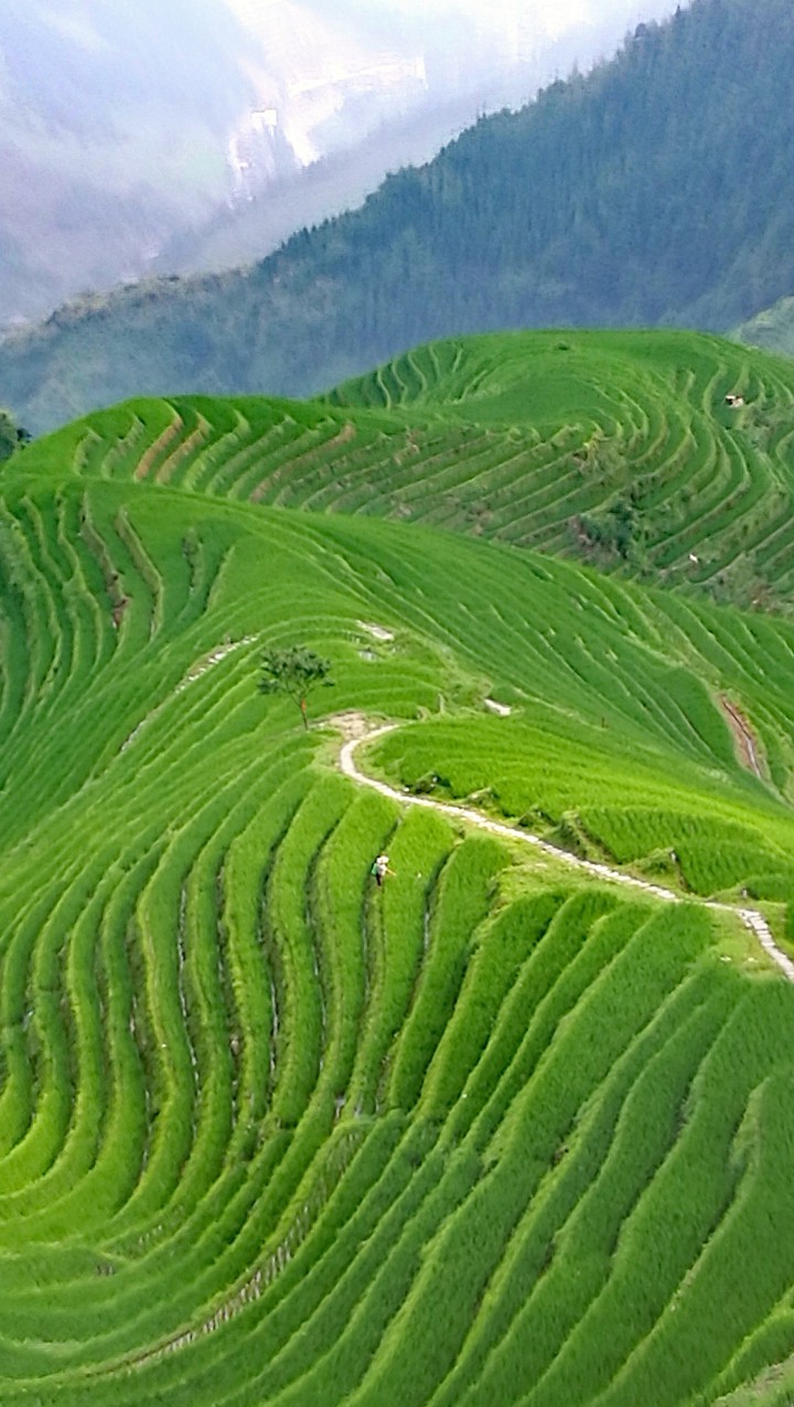 ricefields China