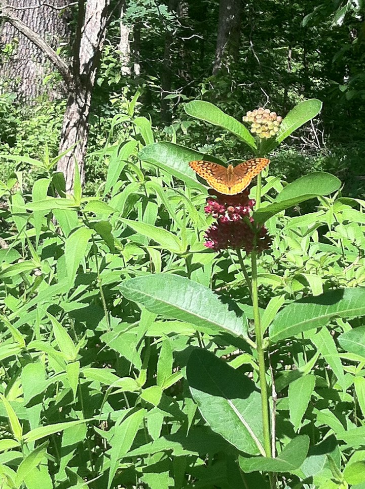 butterfly
