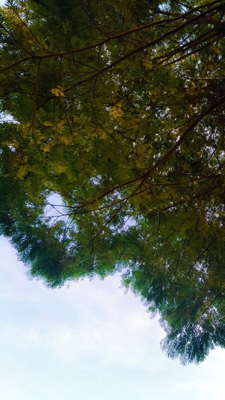 Color tree