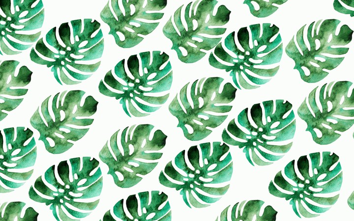 monstera leaves