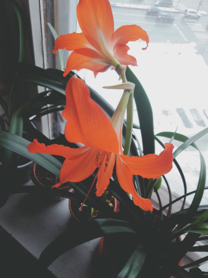 Fire flower.