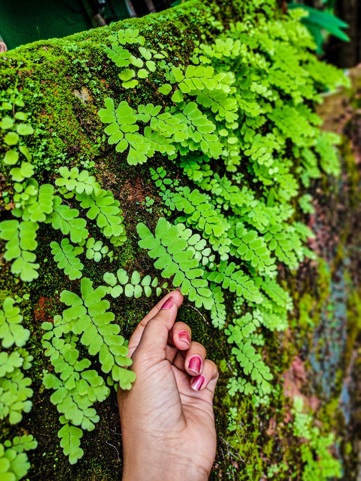 sometimes life is green ...and it's pretty good as well...