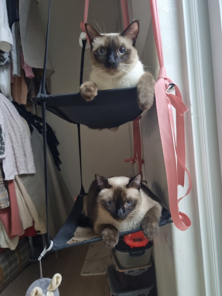 귀여운고양이