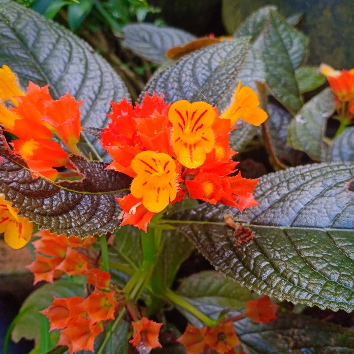 #Flower #nature