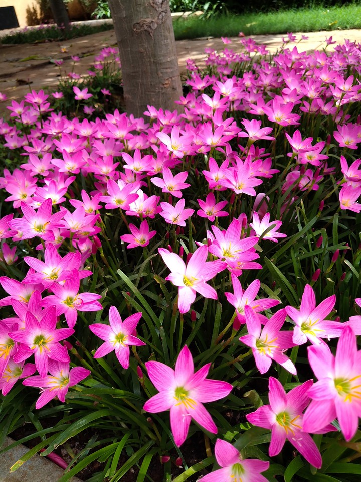spring