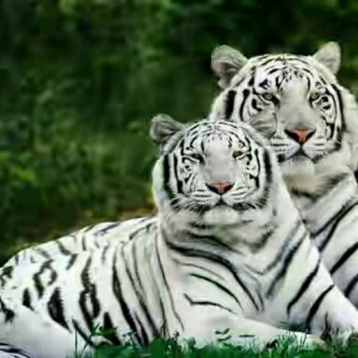 tiger
