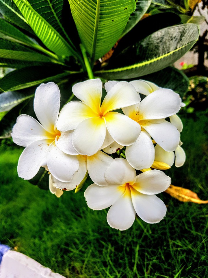 Nature beauty