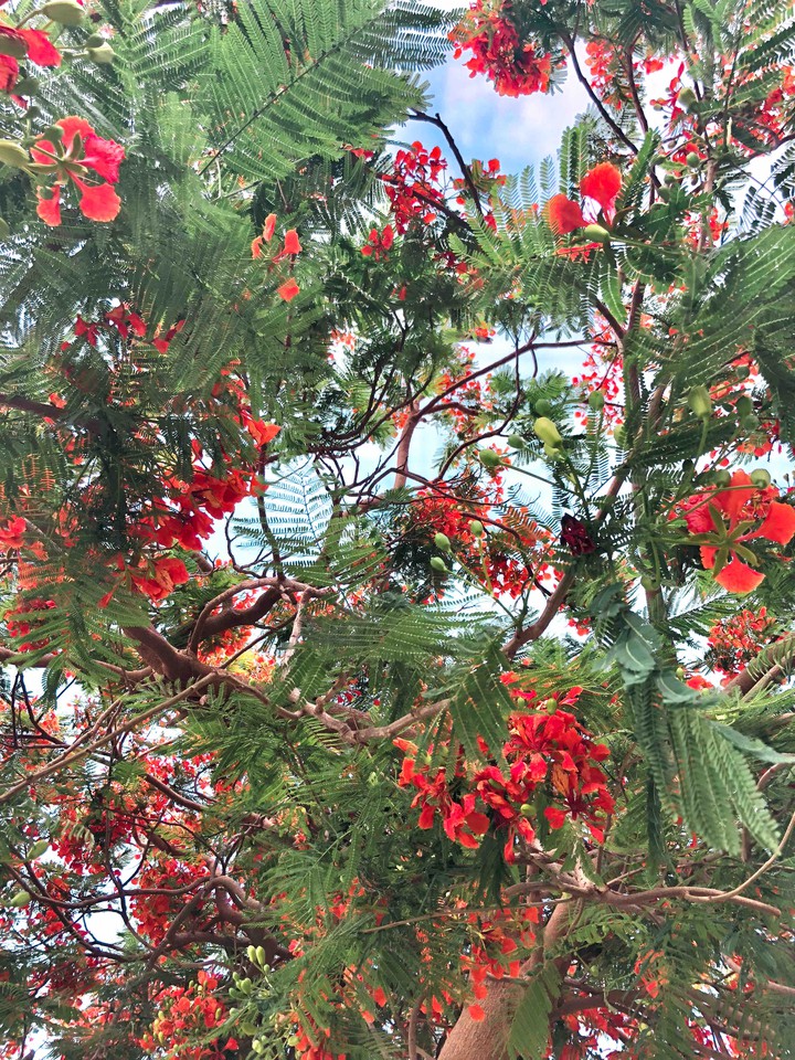 red love