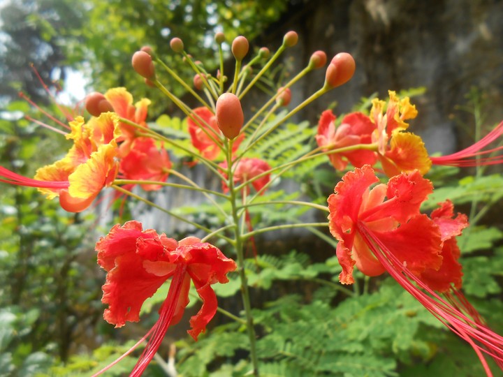 Blossoms..