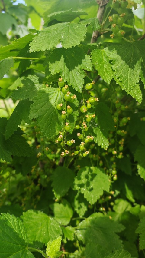 grapevines, currant wallpapers