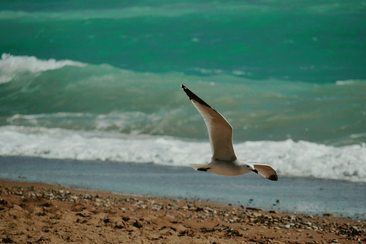 Vuelo raso