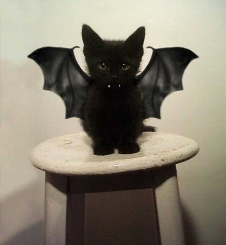 vampire kitten