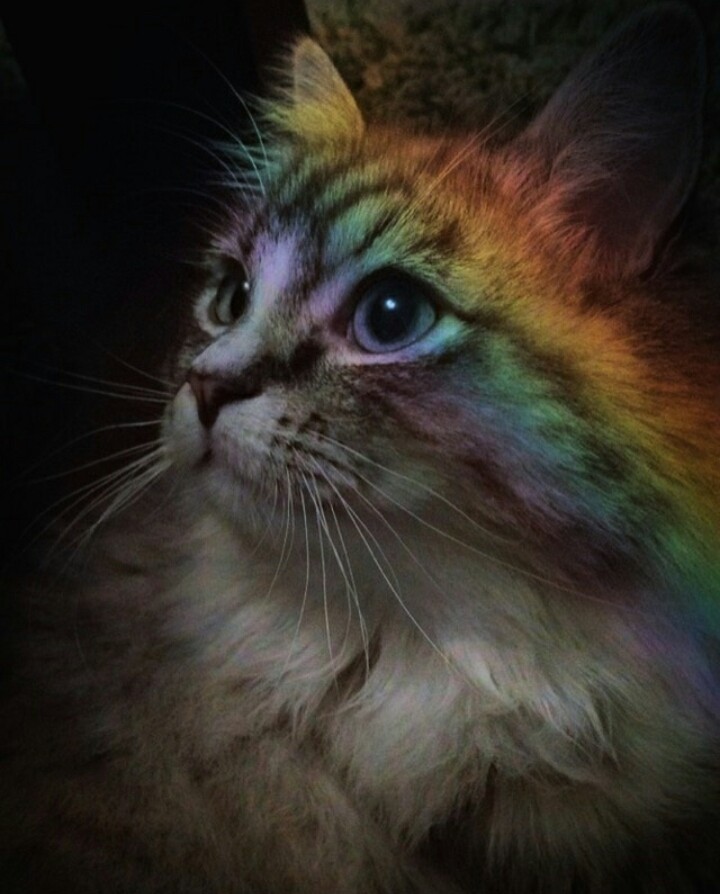 rainbow cat