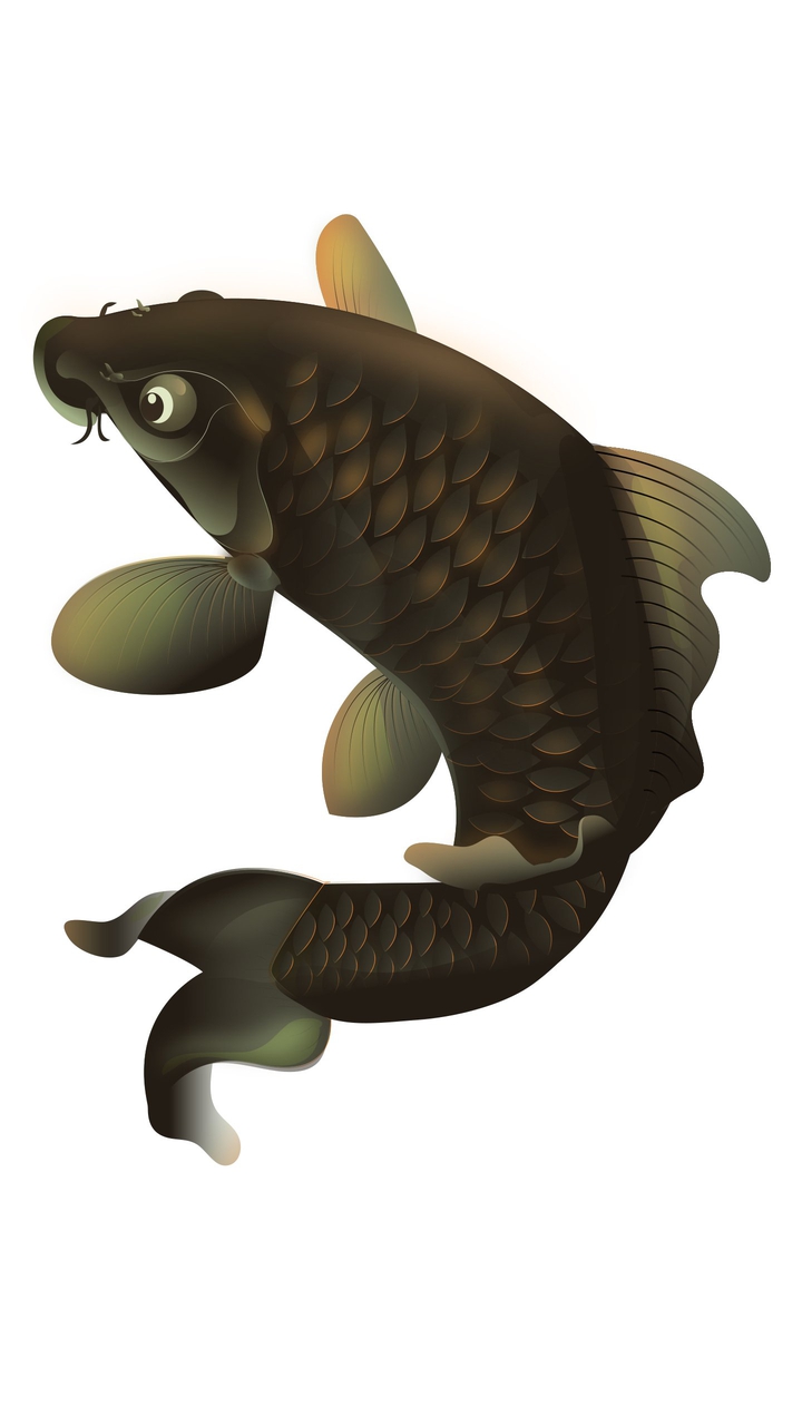 Koi