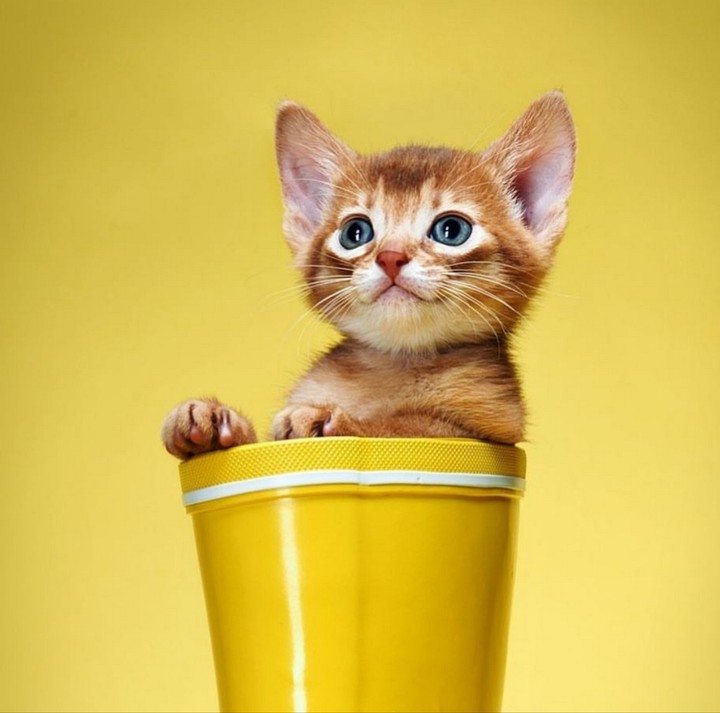 Kitty