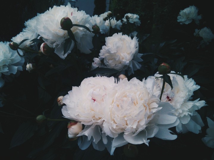Pion