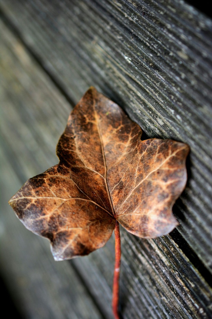 #leaf
