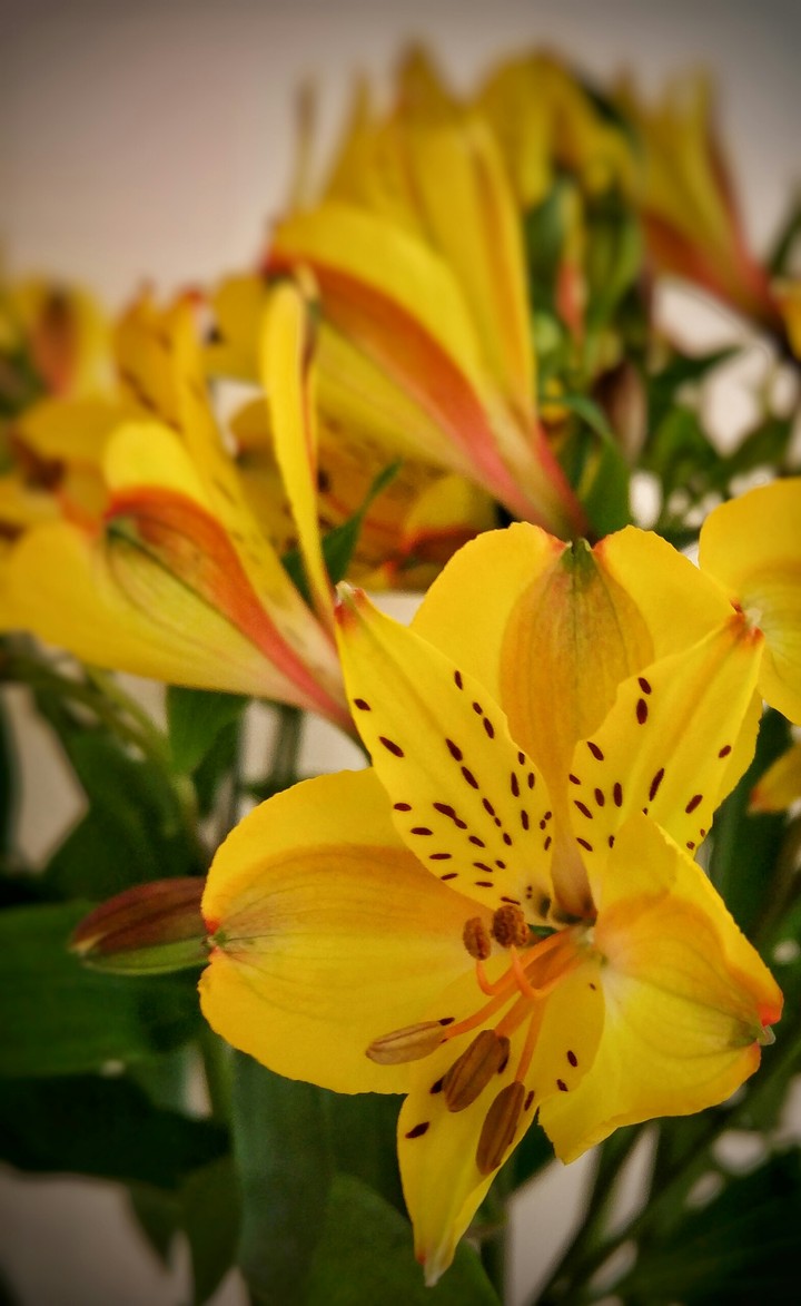 yellow beauty