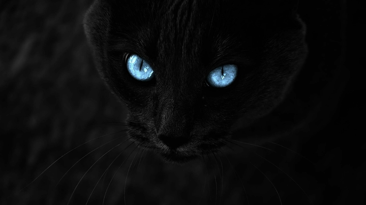 Pantera Negra