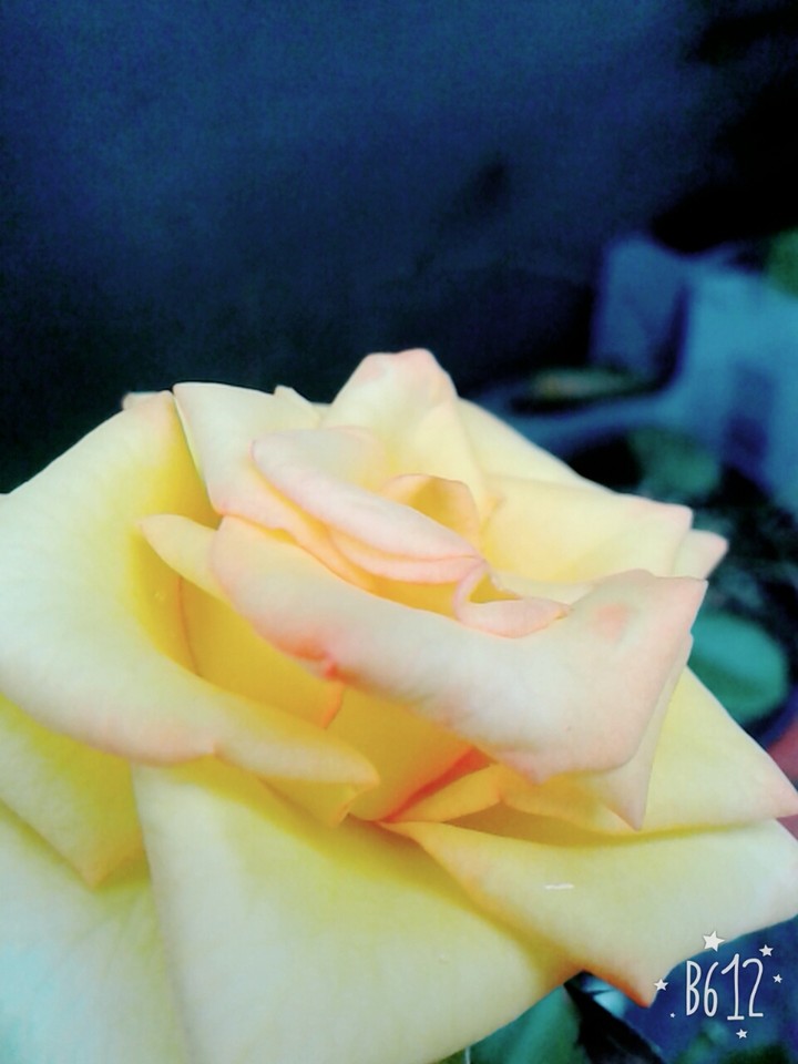 rose