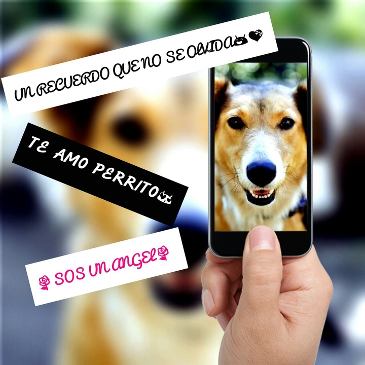 Perrito Tierno