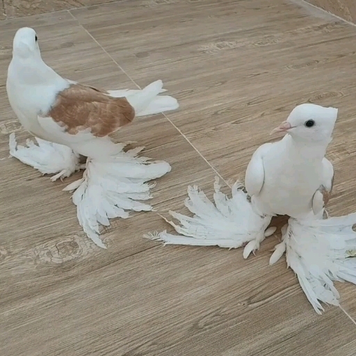 pigeon