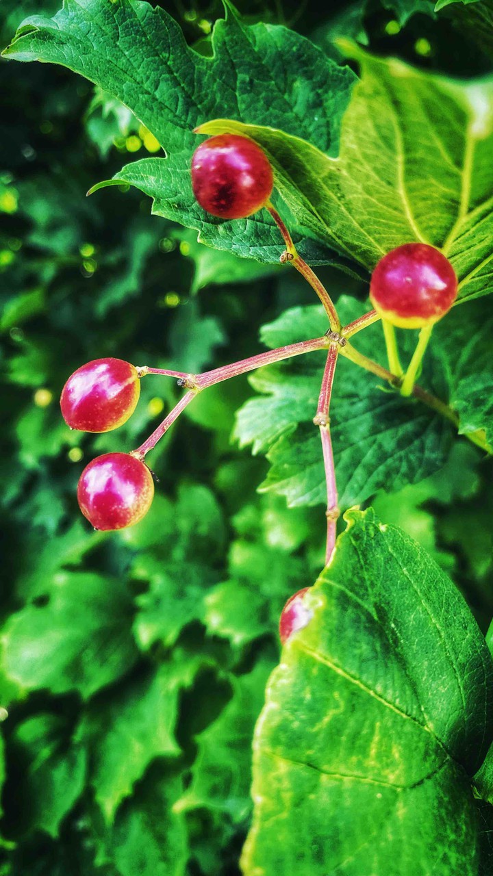 wild berry