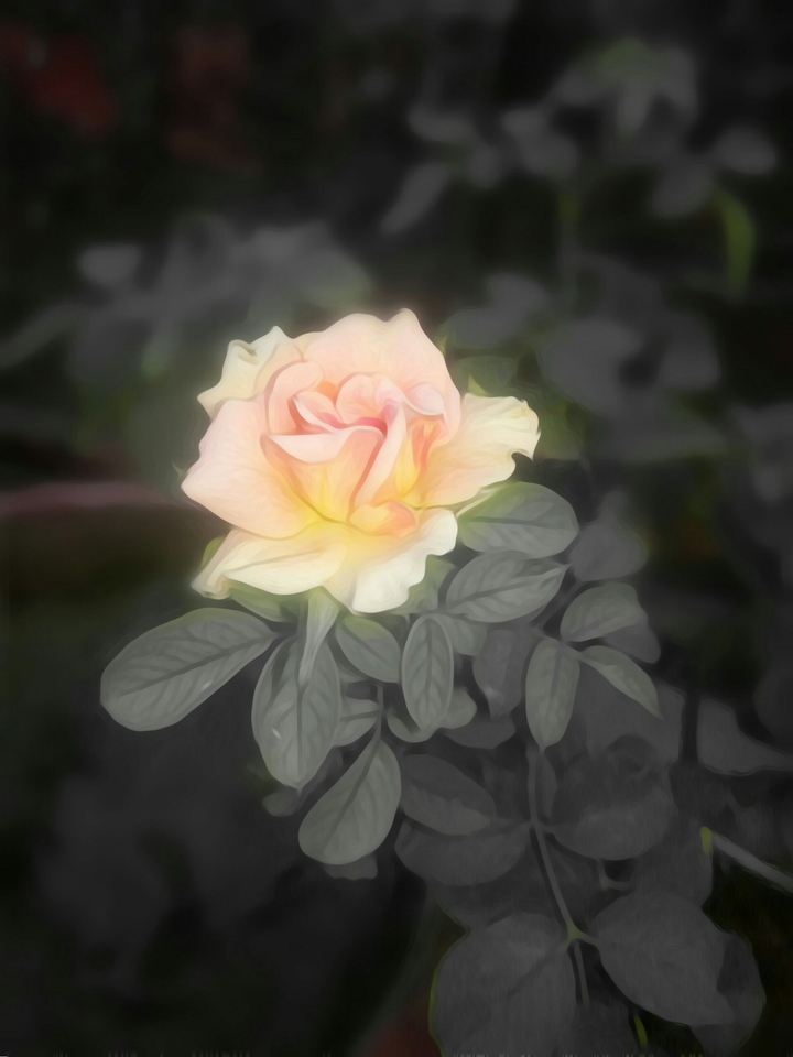 rose edits