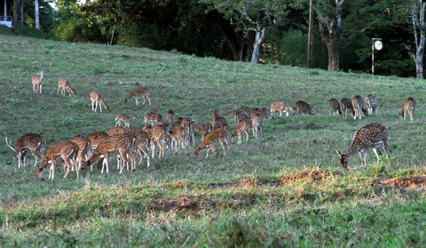 deer park