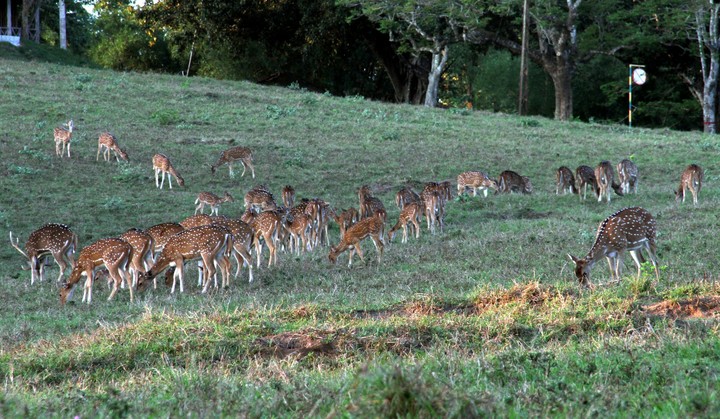 deer park