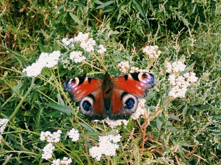 Butterfly 