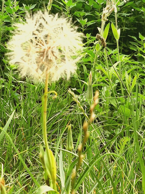 Green, Grasses, Close-up