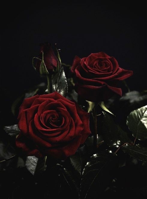 Rosas Tristes