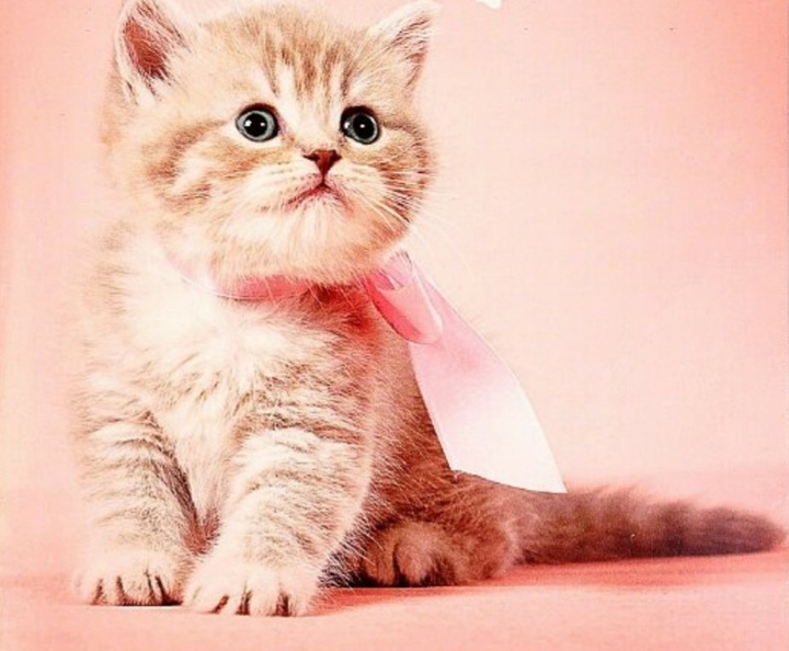 kitty