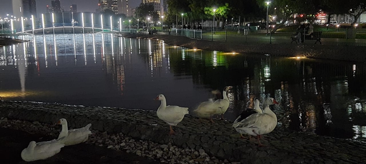 duck
