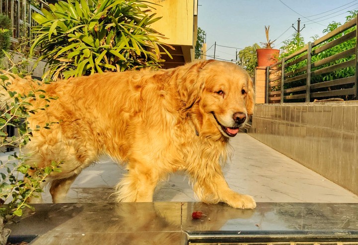 Golden retriever